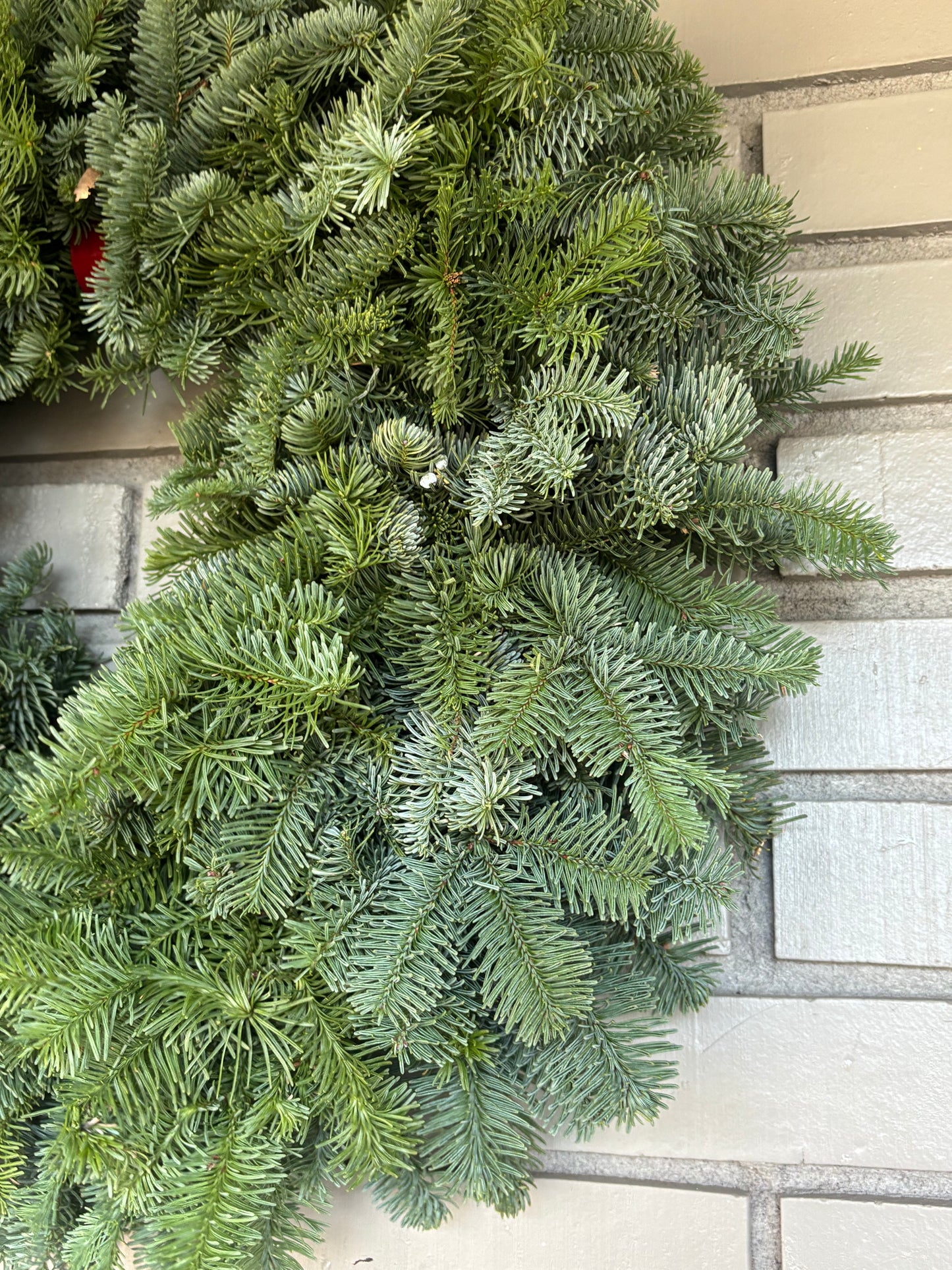 Noble fir