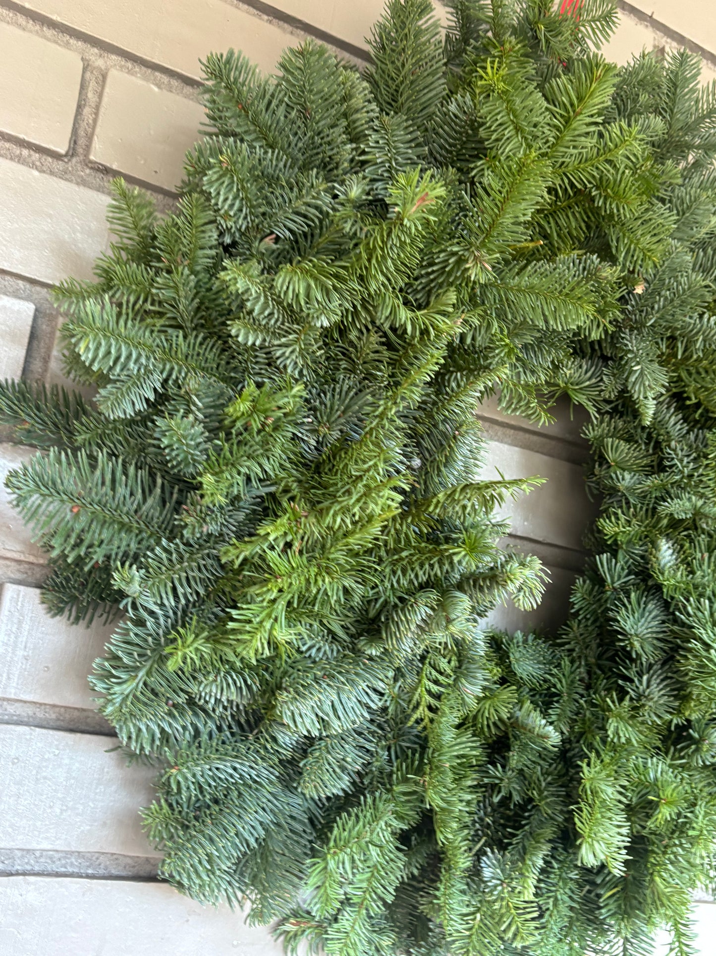 Noble fir